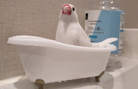 かわいい我が家の文鳥を紹介します！