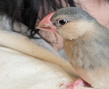 鳴き声でわかる文鳥の気持ち