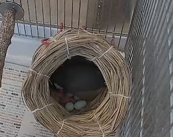 桜文鳥と白文鳥のペアに1羽雛が生まれました♡♡